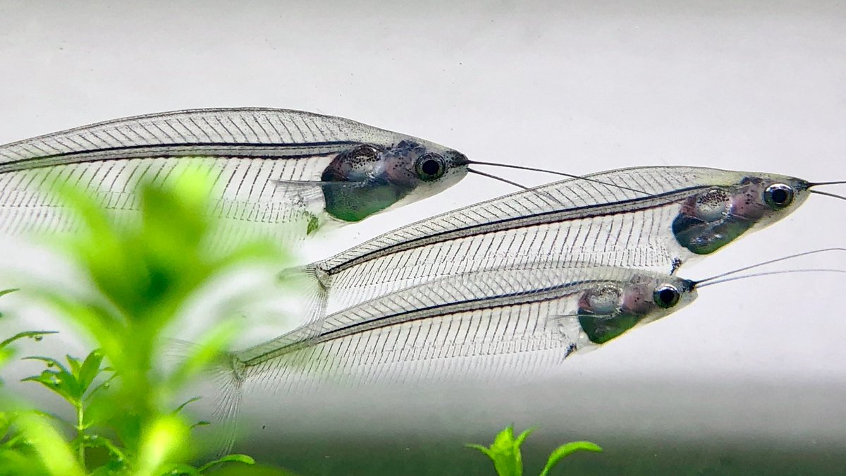 トランスルーセントグラスキャット