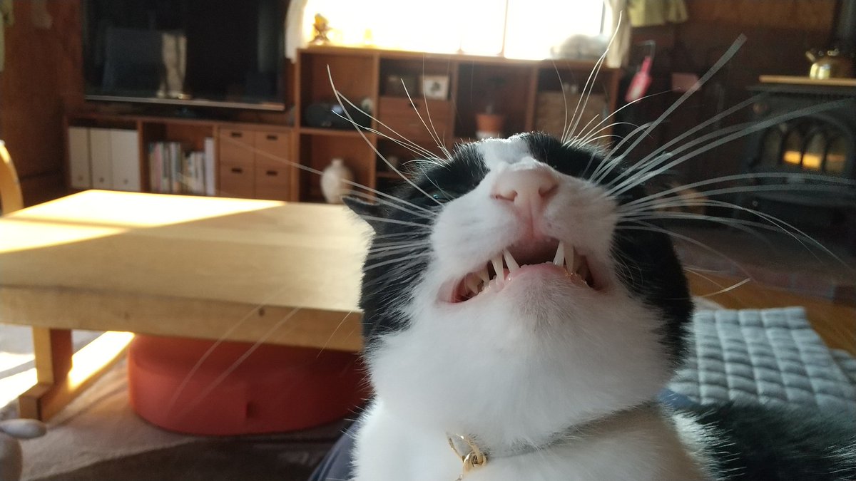 いくら かわいい ハチワレ 猫 アニメヒーロー画像 いくら かわいい ハチワレ 猫 アニメヒーロー画像