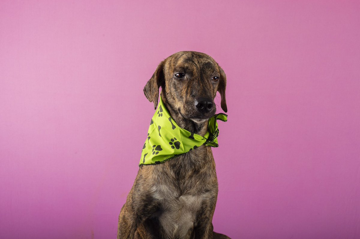 MellanoVha's tweet photo. #Kenzo es un perro joven, juguetón. Sí, es el mismo que se echó una cana al aire antes de ser castrado. El también está en adopción y en espera de su final feliz. 

📷 Thom Nasseri https://t.co/Wo73h4bKvf