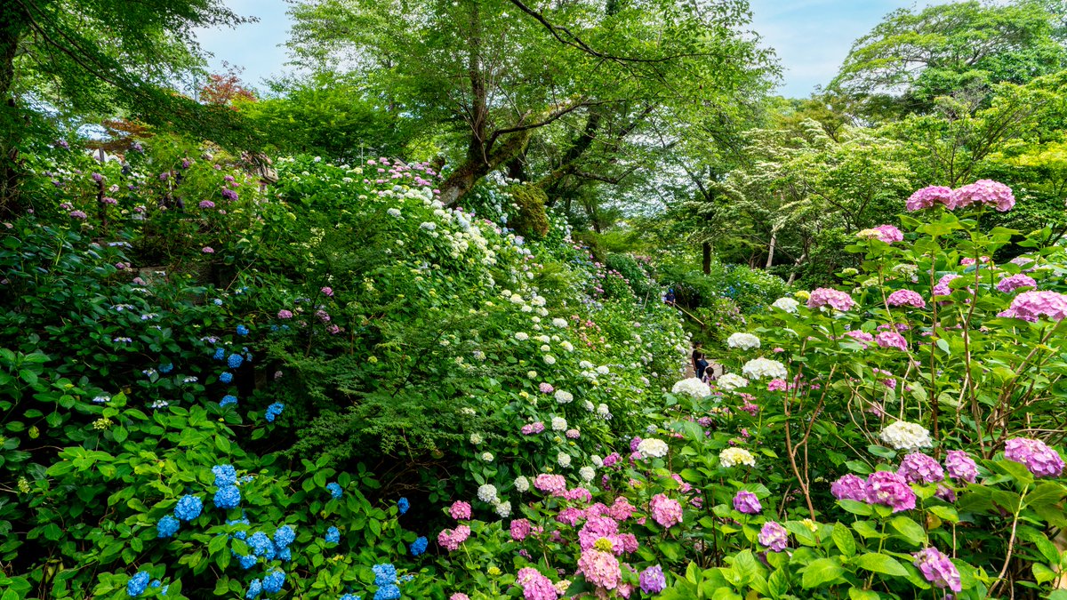 koyama_tom's tweet photo. 大和郡山、矢田寺の素晴らしい紫陽花園 gorgeous hydrangea garden of Yata-dera Temple, Nara
今年は閉園
#hydrangea #yatadera #nara #yamatokoriyama #narajapan #naratemples #紫陽花 #あじさい寺 #あじさい #矢田寺 #大和郡山 #奈良の寺 #奈良 #奈良県景観資産 https://t.co/DFwBk0ijiF