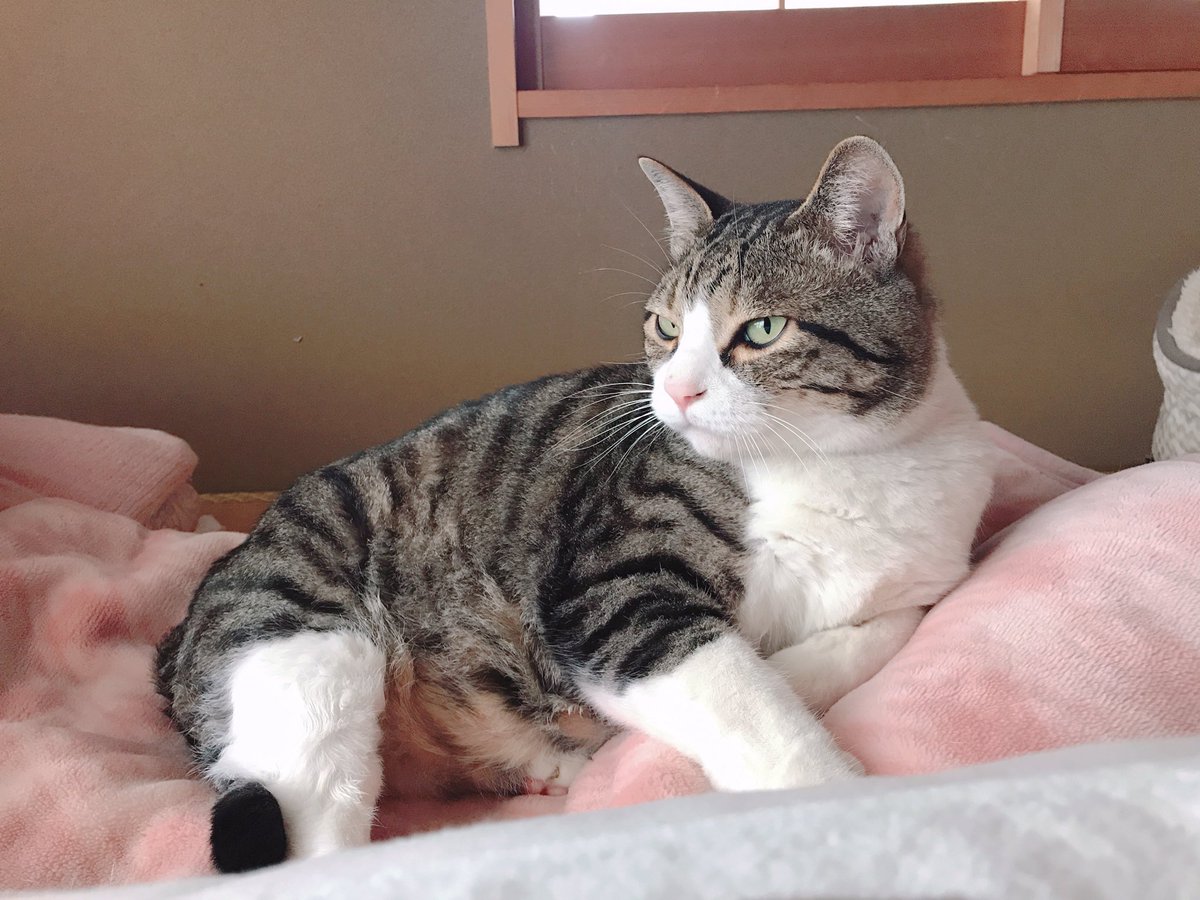 いつここ Twitter Search