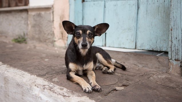 JorgeEickhoff's tweet image. Un perrito de la calle en Caracas se topa con otro que nunca había visto antes y le pregunta:
— ¿Tú, de dónde vienes?
—  ¿Sho? De Argentina.
— ¿Y qué raza eres?
— Sho no sé. Pero en Argentina sho era pastor alemán.