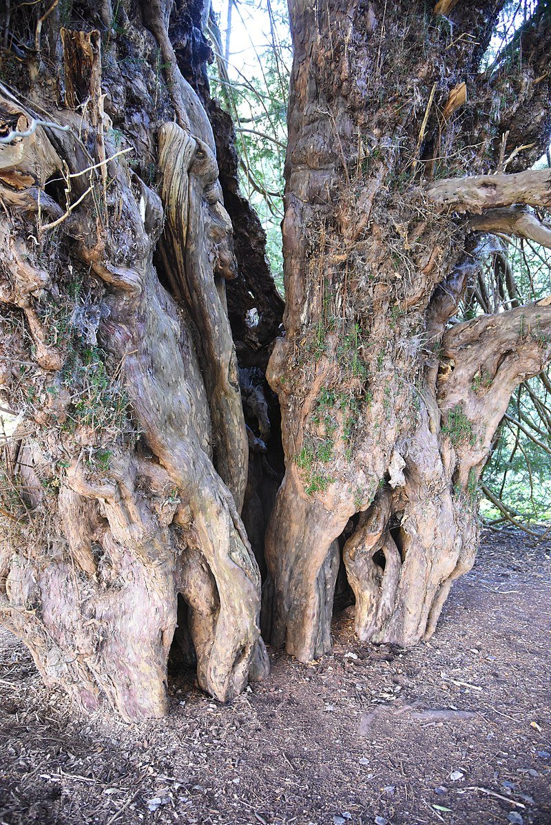 arboles_magicos's tweet photo. Señoras y señores, este árbol es mágico: ¡¡El Tejo de Ankerwycke!!
En tiempos de Buda, cuando había 298 espartanos luchando contra Jerjes, este viejo árbol daba sus primeros brotes. Dicen que Enrique VIII cortejó a Ana Bolena a su sombra y que sirvió de sede del gobierno inglés. https://t.co/o61PaGC5nK