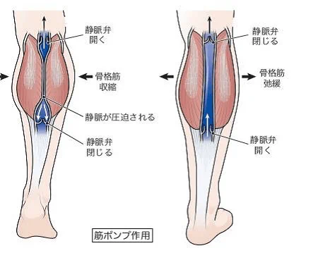 脚は第二の心臓！心臓に血液を戻すうえで重要な場所だから、しっかり歩こうね！