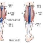 脚は第二の心臓!心臓に血液を戻すうえで重要な場所だから、しっかり歩こうね!