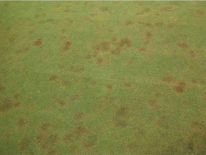 SyngentaTurfSA's tweet image. #PythiumRootRot is out and about!🌱 

Get control of this disease by applying:
➡️ 2-3 L/ha #SubdueMaxx

&amp;gt; greencast.co.za/turf-disease/p…