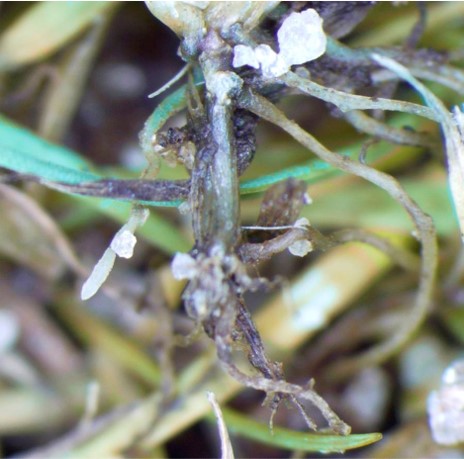 SyngentaTurfSA's tweet image. #PythiumRootRot is out and about!🌱 

Get control of this disease by applying:
➡️ 2-3 L/ha #SubdueMaxx

&amp;gt; greencast.co.za/turf-disease/p…