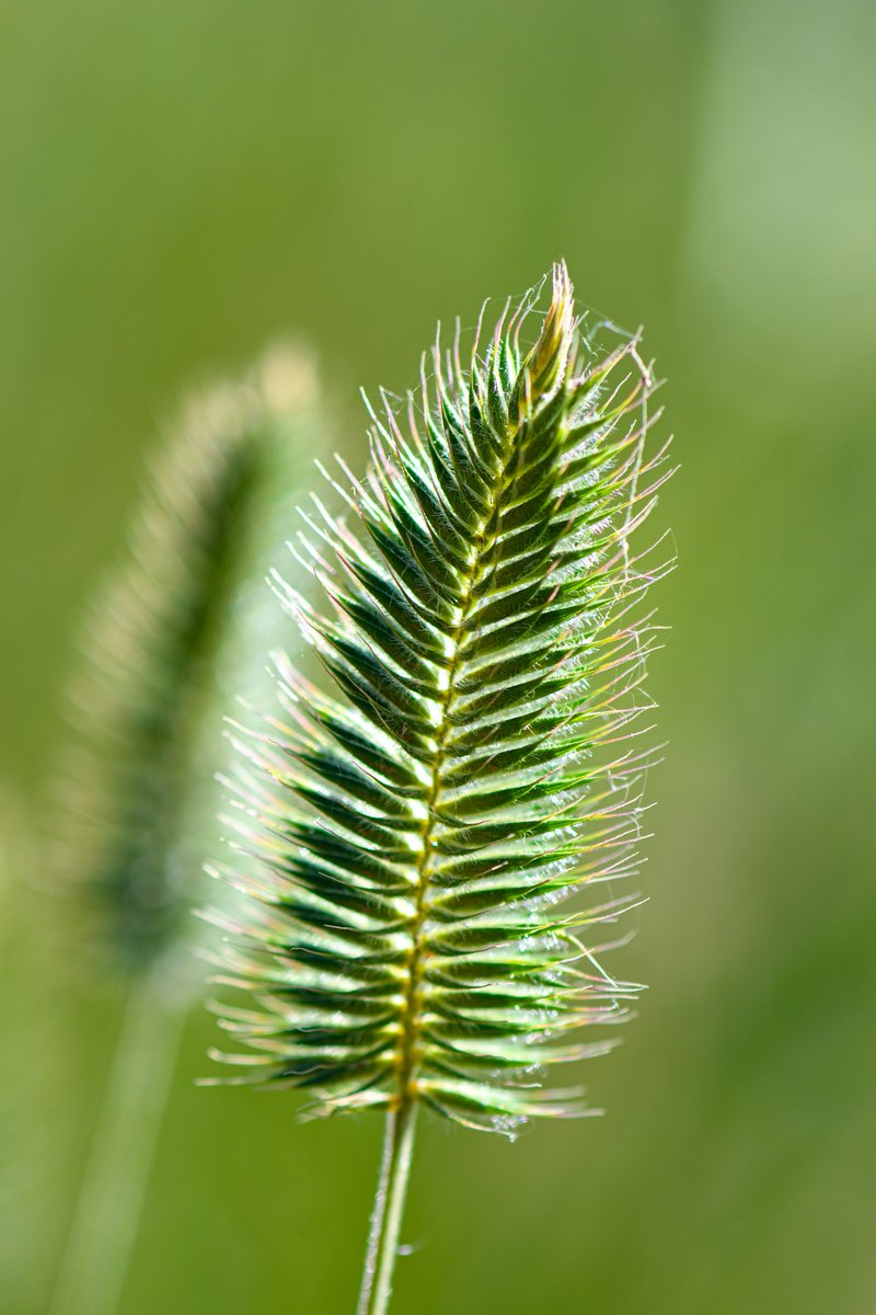 Agropyron cristatum, the crested wheat grass, crested wheatgrass, fairway crested wheat grass, is a species in the family Poaceae. This plant is often used as forage and erosion control. It is well known as a widespread introduced species on the prairies of the United States and Canada.