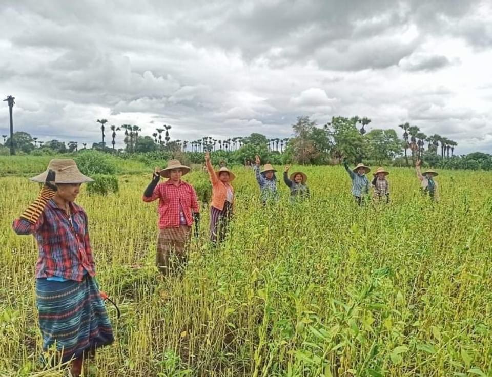 KooKie9070's tweet photo. 9/#Watlet Tsp: Shwe Pan Kone Village's crops farmers flashed three fingers salute and protested against SAC Terrorists while working in the field.
#WhatsHappeningInMyanmar #June10Coup https://t.co/jx8z0uMzRr