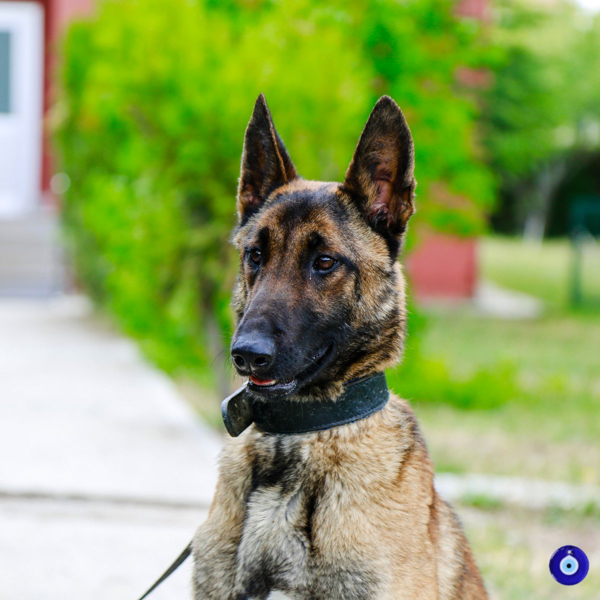 narkoakademi's tweet photo. Günaydın.
Good Morning.

#narkoakademi #narko #UyuşturucuyaHAYIR #K9 

@TC_icisleri @EmniyetGM @NarkotiksmDB @UNODC @EMCDDA 

UYUMA ve HAYDİ Uygulama Linkleri Bio’da. https://t.co/1Yfwf2FdIA