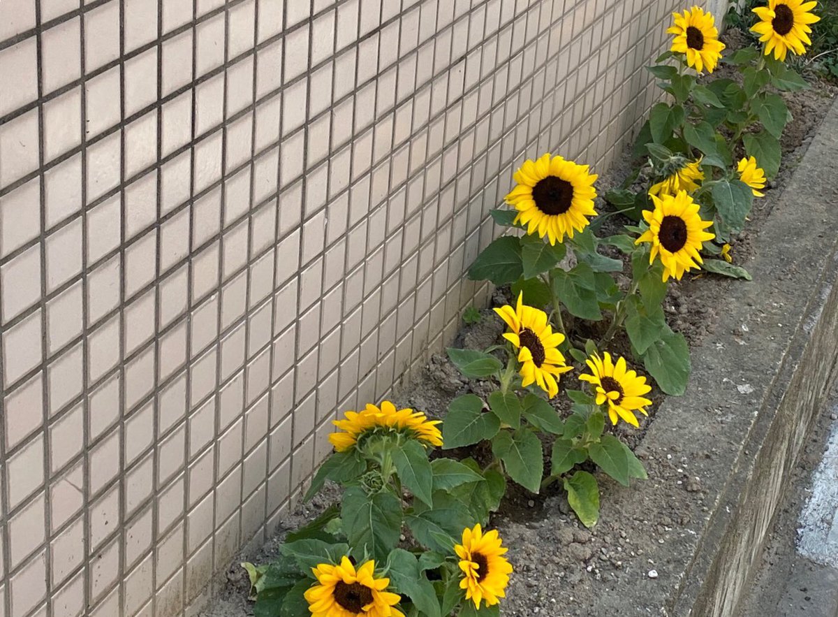 共生印刷 営業本部長 弊社のわずかな花壇に先日まではパンジーが咲いていました 今日は小さいヒマワリになっていました 誰が植 替えをしているのか聞くと なんと 社長が植え替えているのだとか 企業公式夏のフォロー祭り