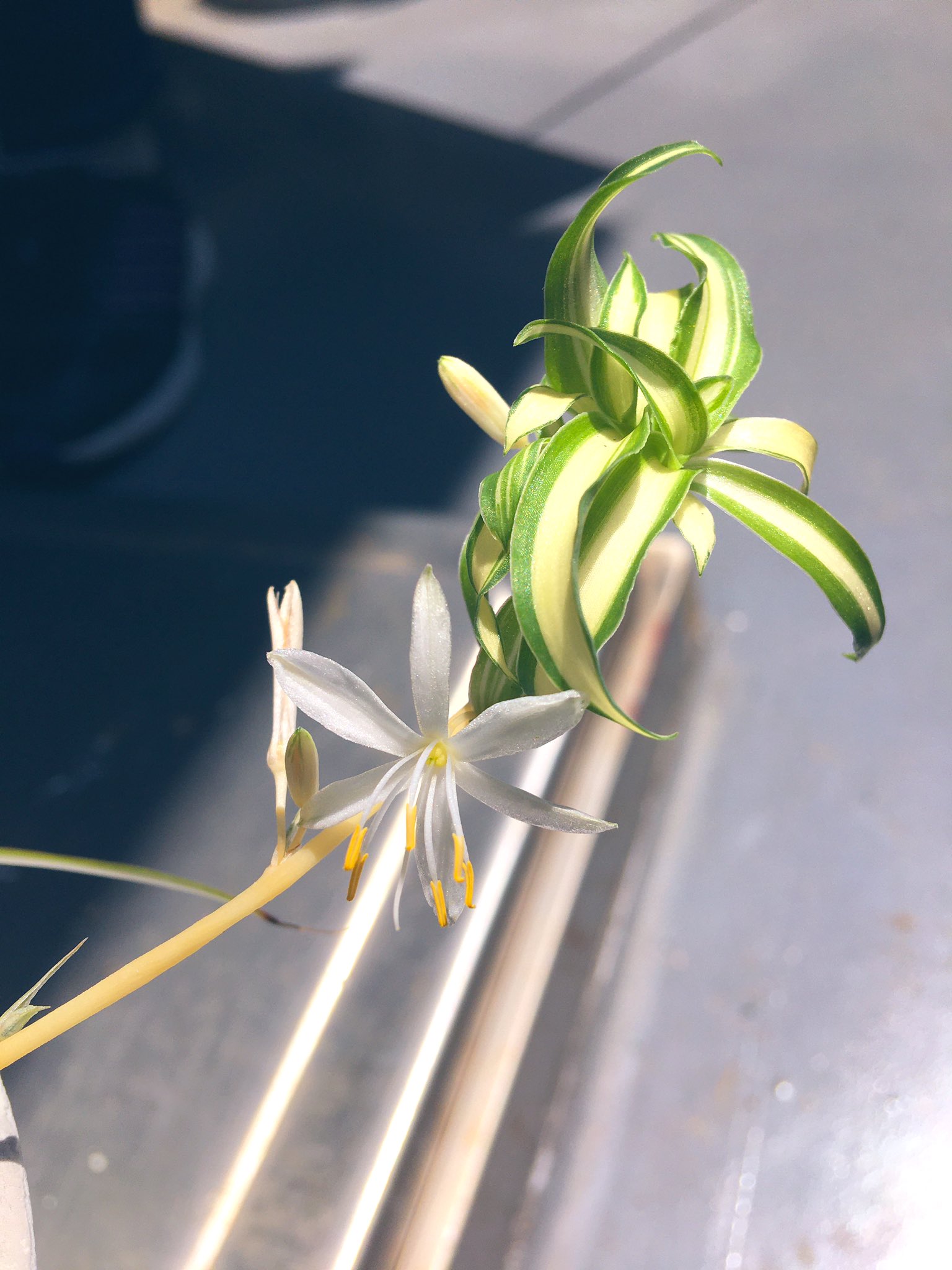 アトリエ木の実 オリヅルランの花が咲きました 白くて可憐な感じです アボカドの種からは 確認できるだけで7本の芽が出てます こんなことってあるんですかね アボカドの株立ち 地域活動支援センター 横浜市 青葉区 オリヅルラン
