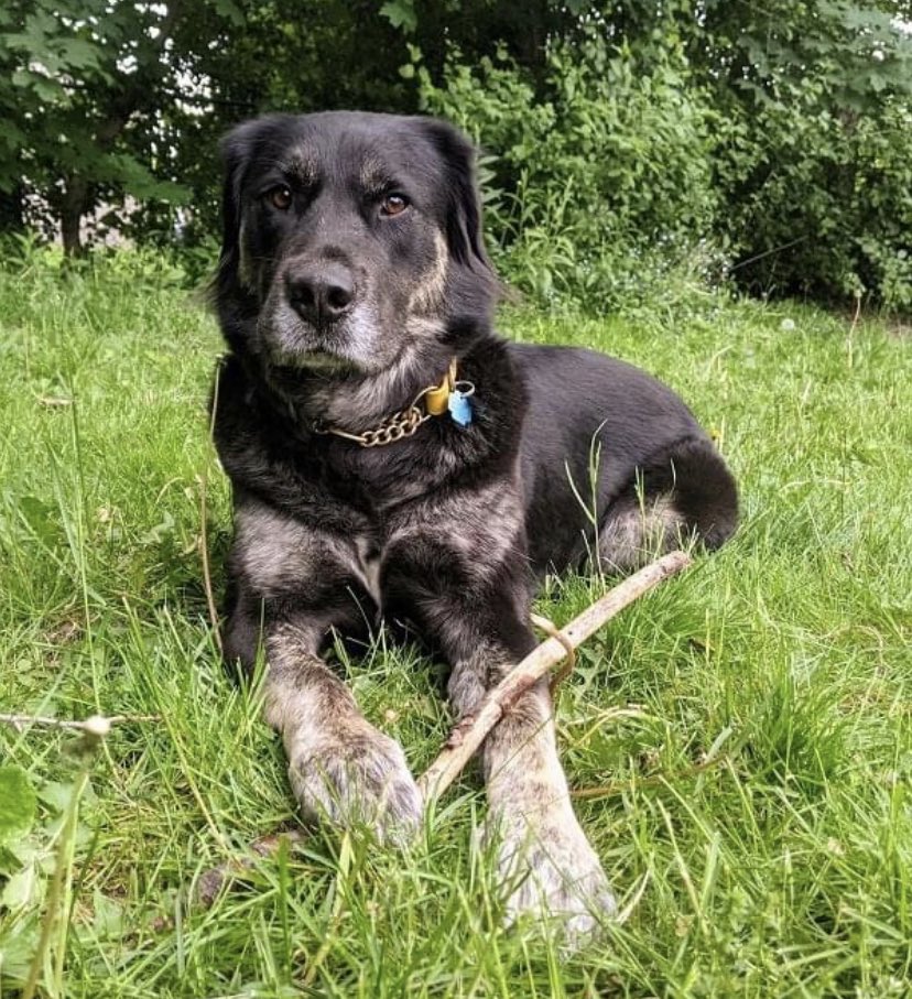Looking for a BFF? 🐶

Meet Curly!

She’s a 3 year old “super-sweet sidekick” mix.

If you’re a home body or an active retiree, she will be your perfect companion!

Find more about her ➡️  arfontario.com/project/curly/

#dogsoftwitter #AdoptDontShop