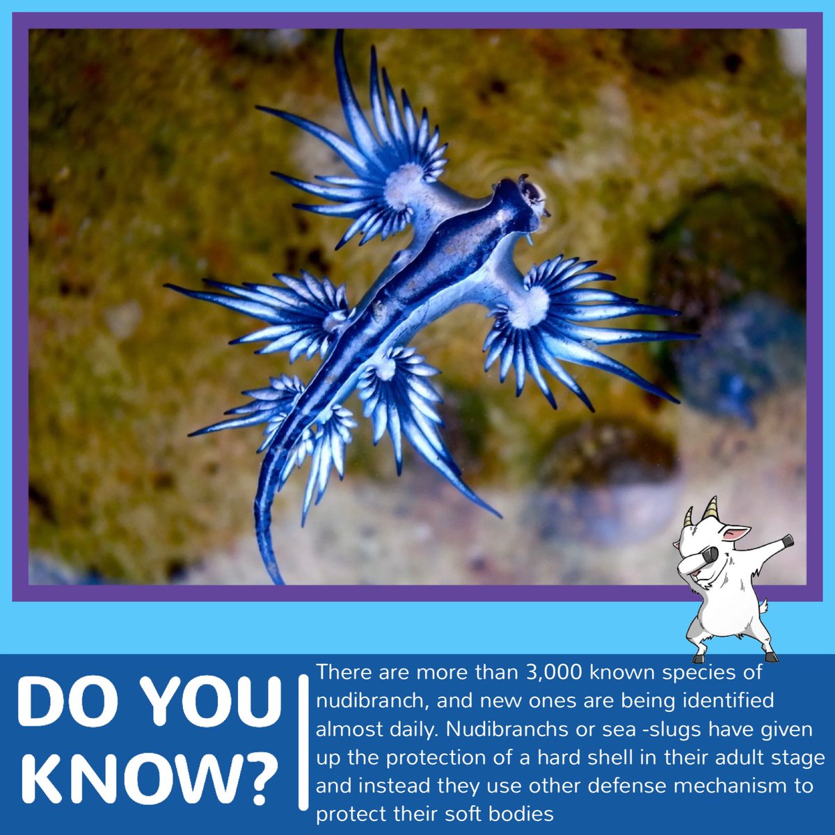 AquaBsc's tweet photo. ANIMAL OF THE DAY:
THE NUDIBRANCH! Check out our latest post for Ocean Week to learn more about the fascinating facts about the beautiful Nudibranch!
@WorldOceansDay
#AquaGoat #WorldOceanDay #Protect30x30 #OceanWeekWithAquaGoat #SavingTheOceanWithAquaGoat
#OceanCleanUp https://t.co/FvpQVvd08q