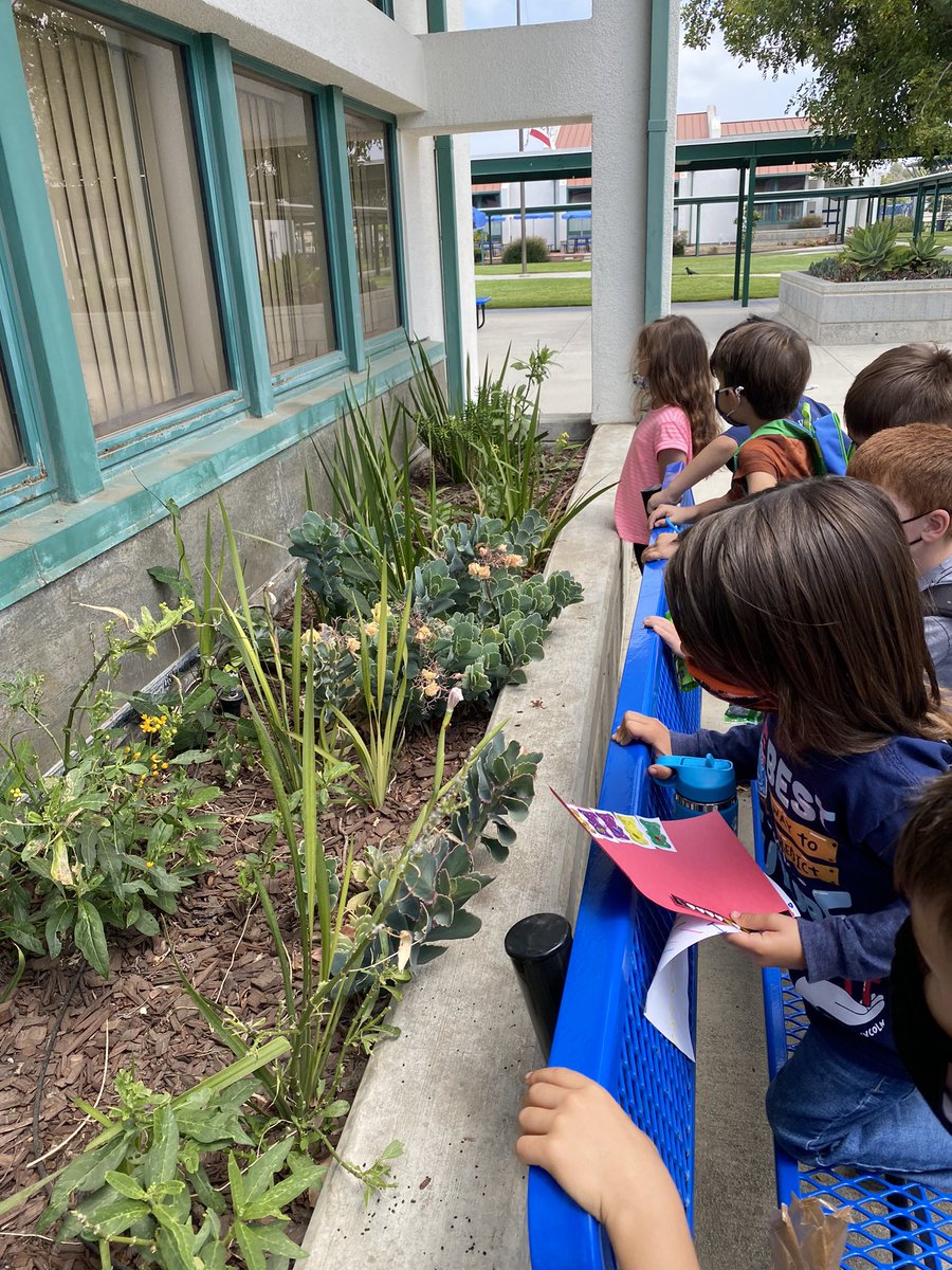Learning doesn’t always happen in the classroom. Mrs. Ramos  TKers took a break outside to learn about butterflies and their life cycle. #HawkPride <a href="/TLSHawks/">Tierra Linda School</a> <a href="/PVSDCamarillo/">PVSD Camarillo</a>