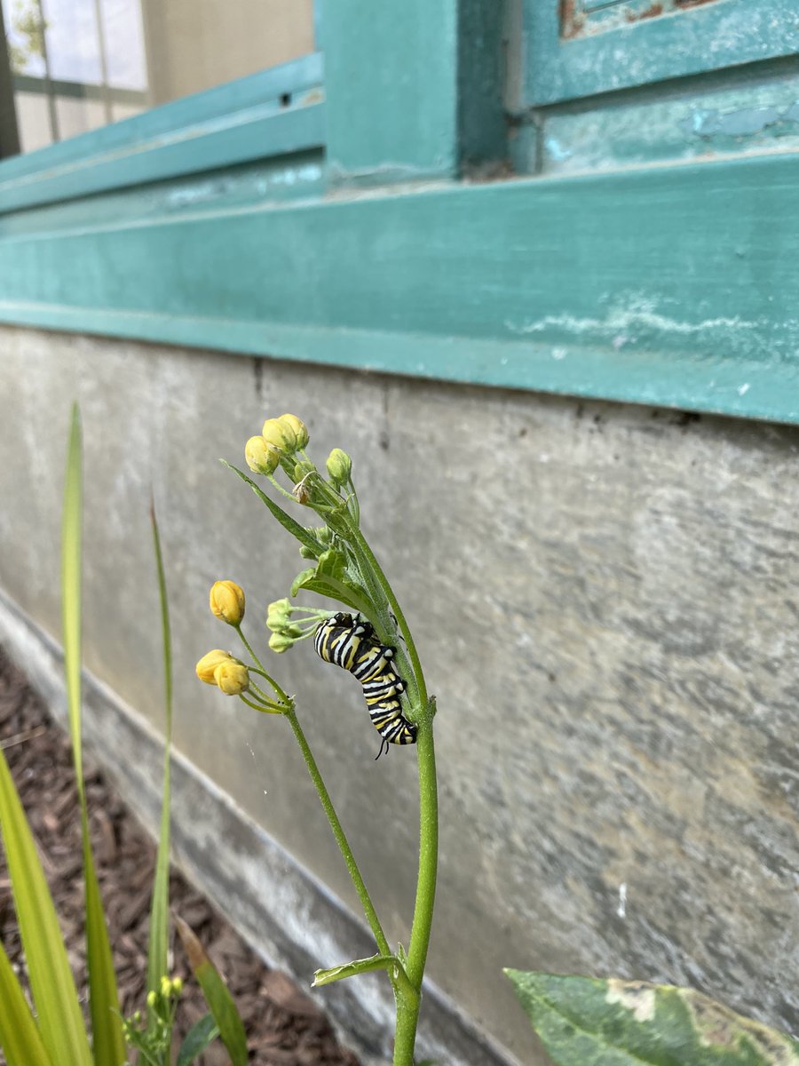 TLMakerspace's tweet photo. Learning doesn’t always happen in the classroom. Mrs. Ramos  TKers took a break outside to learn about butterflies and their life cycle. #HawkPride @TLSHawks @PVSDCamarillo https://t.co/chmsS7UBIn