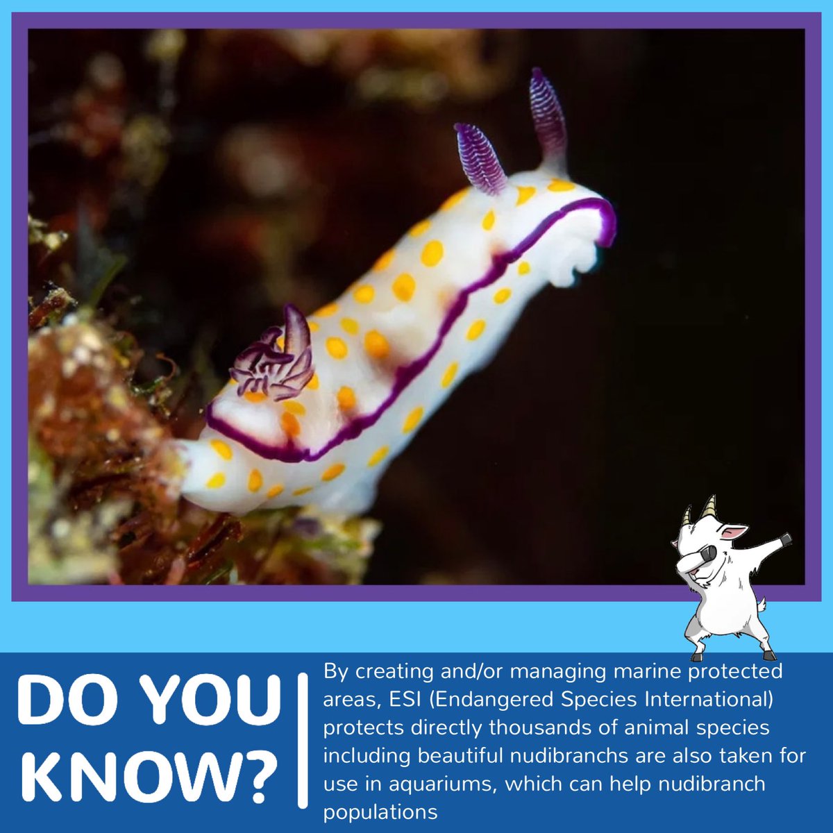 AquaBsc's tweet photo. Learn more on: https://t.co/mlneSgmV0a
@WorldOceansDay
#AquaGoat #WorldOceanDay #Protect30x30 #OceanWeekWithAquaGoat #SavingTheOceanWithAquaGoat
#OceanCleanUp https://t.co/QUNfidiBPg