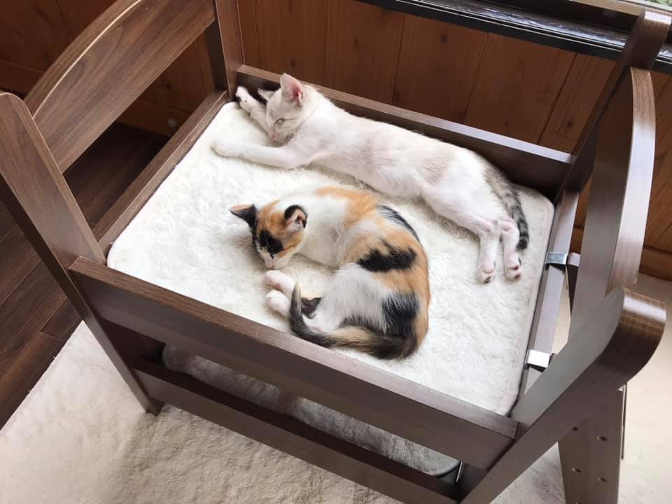 保護猫カフェうたたね Necoutatane Twitter