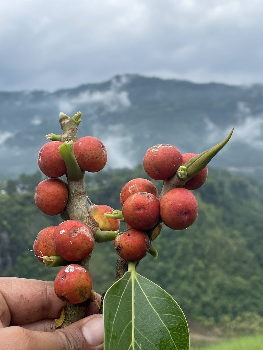 ल फल चिनम 😁