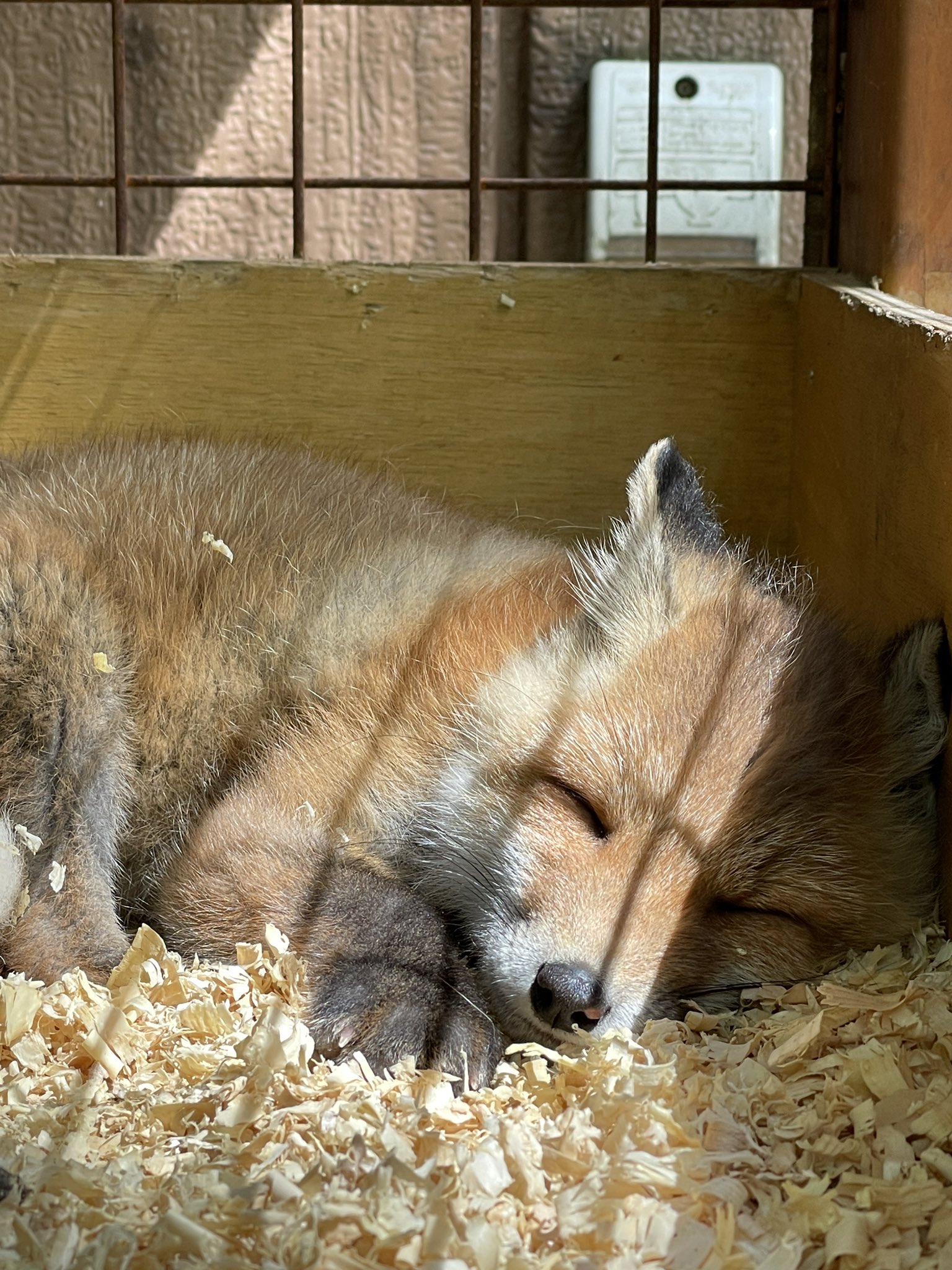 ノースサファリサッポロ 公式 すやすやあずき君赤ちゃん発見 みるみる大きくなって ヤンチャが始まって ご飯とかひっくり返して はしゃいで あー 楽しみ 笑 ノースサファリサッポロ キタキツネ 赤ちゃん これからのヤンチャが楽しみ T