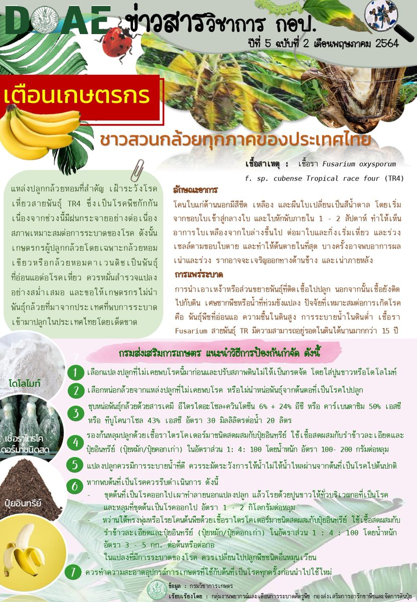DOAE_NEXT's tweet photo. เตือนชาวสวนกล้วย ระวังโรคเหี่ยวจากเชื้อรา🍌🧪#กรมส่งเสริมการเกษตร #ศูนย์วิทยบริการเพื่อส่งเสริมการเกษตร #กล้วย #ไม้ผล #โรคพืช CR.กองส่งเสริมการอารักขาพืชและจัดการดินปุ๋ย https://t.co/YsG4xcypkk