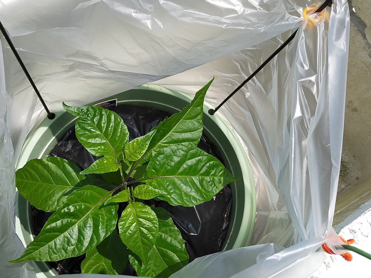 キャロライナリーパー Hashtag A Twitteren