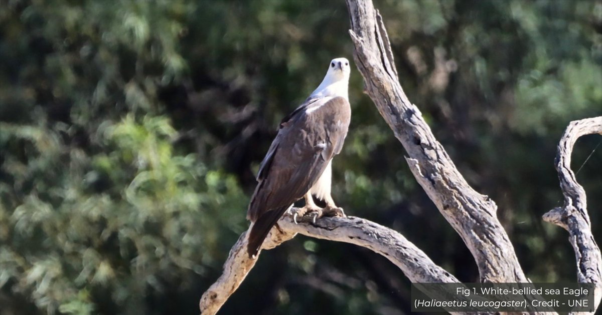 When a raptor expert with 40 years' experience gets excited about a possibly unique find, we get excited, too. 

White-bellied sea eagles are breeding in Toorale SCA and we want to tell you all about it. 

Full story: bit.ly/3xfEzPD

<a href="/theCEWH/">Environmental Water</a> <a href="/FlowMERprogram/">The Flow-MER Program</a>