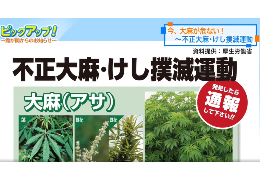 大麻草 Hashtag Pa Twitter 大麻草 Hashtag Pa Twitter