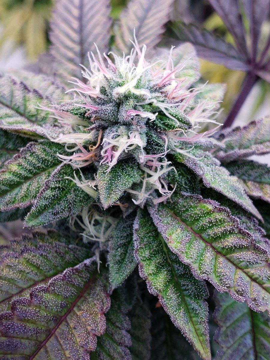 Farms207's tweet photo. The Hairs on this lady went pink! #CannabisCommunity #cannabisculture #mainecannabis https://t.co/obaR9UcPMP