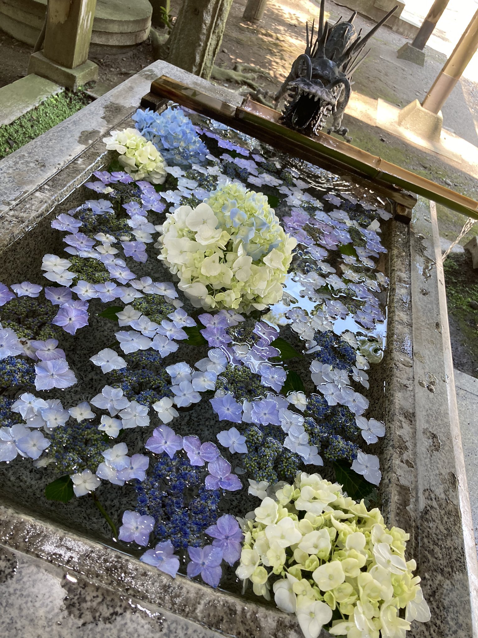 さくら市今宮神社 本日 紫陽花手水舎のプレオープンになります 本格的に始まるのは今月の12日 土 からですが 写真などは本日から撮っていただけます ぜひ6月の限定御朱印と合わせてお楽しみください 今宮神社 さくら市今宮神社 栃木県 紫陽花