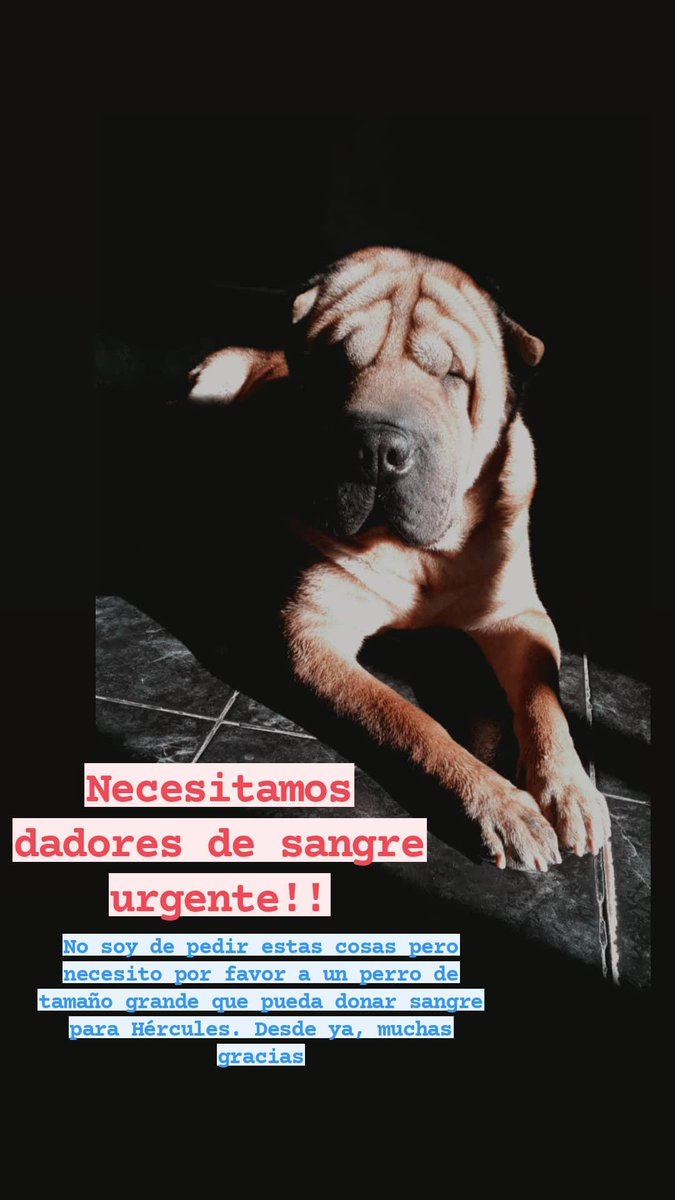 calebcabreraa's tweet photo. Hasta 6 años puede tener el perro y tiene que pesar entre 30 a 45 kg. El perro donante se tiene que acercar a la veterinaria San Jorge de tapiales y decir que va a donar sangre por Hércules

ME AYUDARÍAN MUCHO SI COMPARTEN, MUCHAS GRACIAS!! https://t.co/iUbj9PAxL1
