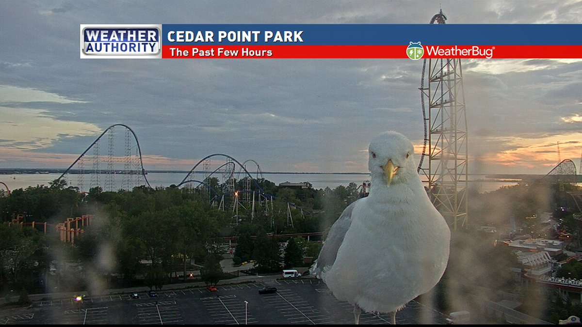 jessicav_wx's tweet photo. Yikes! Went to see if there was a nice sunset from Cedar Point.... Got into a staring contest with a seagull! https://t.co/zFvhBC66ws