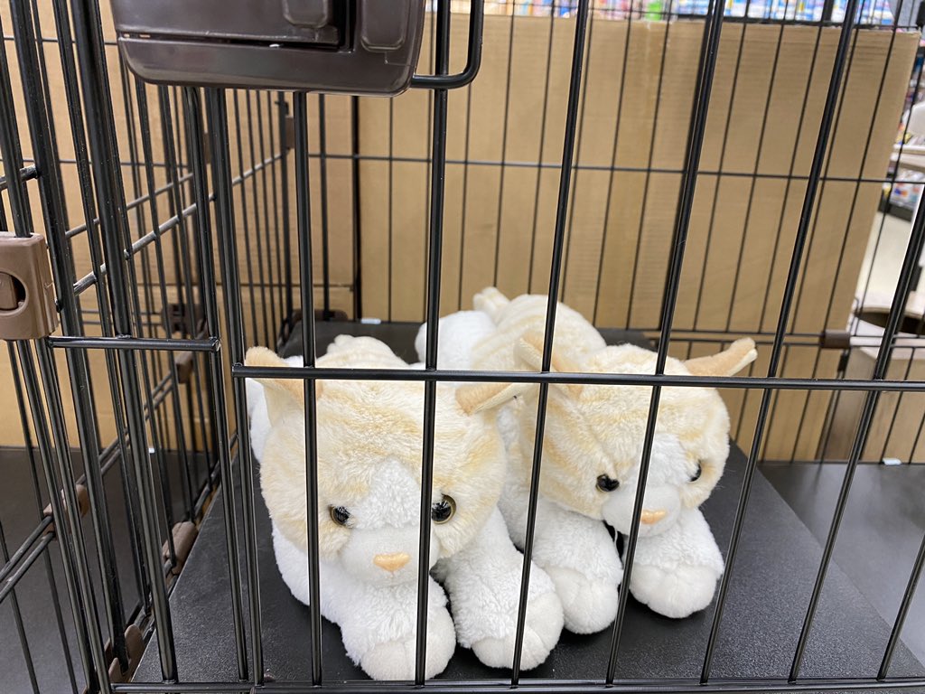 くまはうす 外は暑い そしてエアコンが効いた 室内のゲージに にゃんダブル T Co Ibqownmm1u Twitter