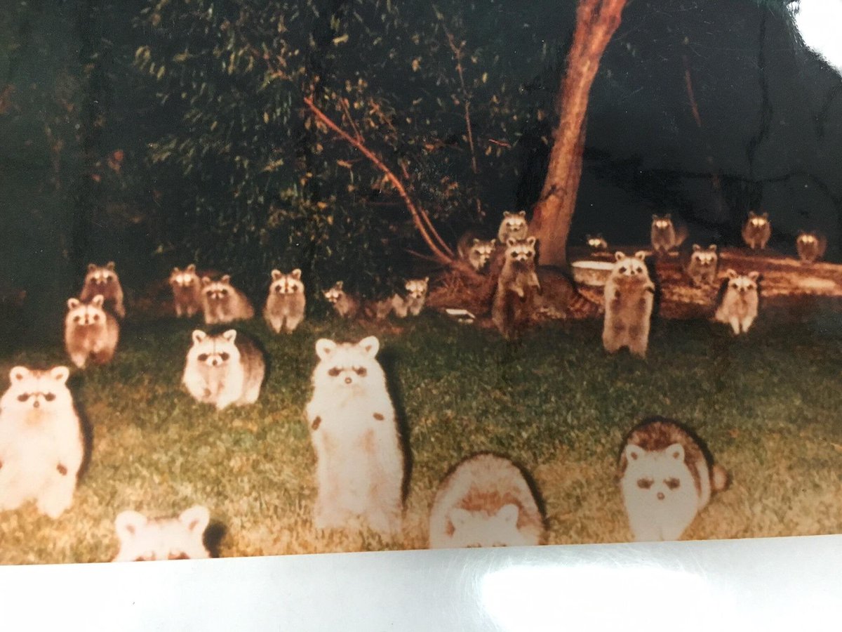 aflashbak's tweet photo. "Family friend went camping 30 years ago and heard a noise. She stuck her camera outside her tent and snapped this picture."  Snapshot via @TheAnorak https://t.co/MwQq0Cdx1E