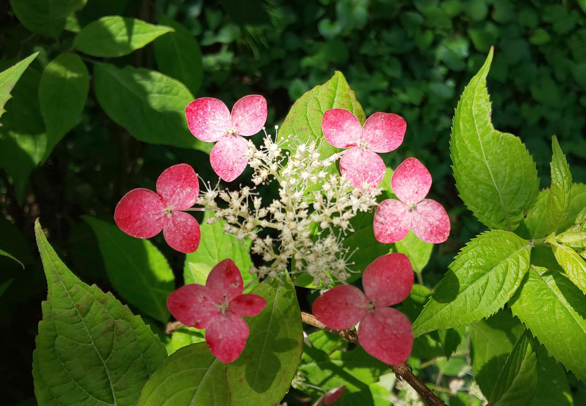 赤い紫陽花 Twitter Search Twitter