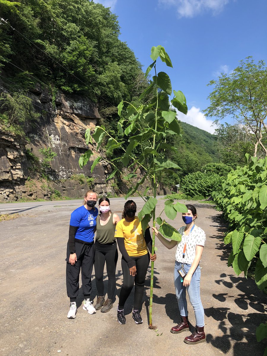 MartineBotany's tweet photo. Giant knotweed is definitely an appropriate common name for Reynoutria sachalinensis. #Polygonaceae #summerfieldwork https://t.co/gkDc5np30u