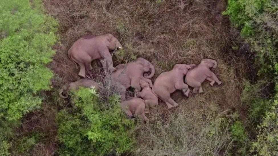 DrSohil's tweet photo. That's how elephants sleep :) Interesting &amp; Cute, Isn't it?

Notice the gentle touches they have made with each other even while asleep...Highly social and emotional animals they are! <3

(Source BBC) https://t.co/6jhO9UZ9Nj