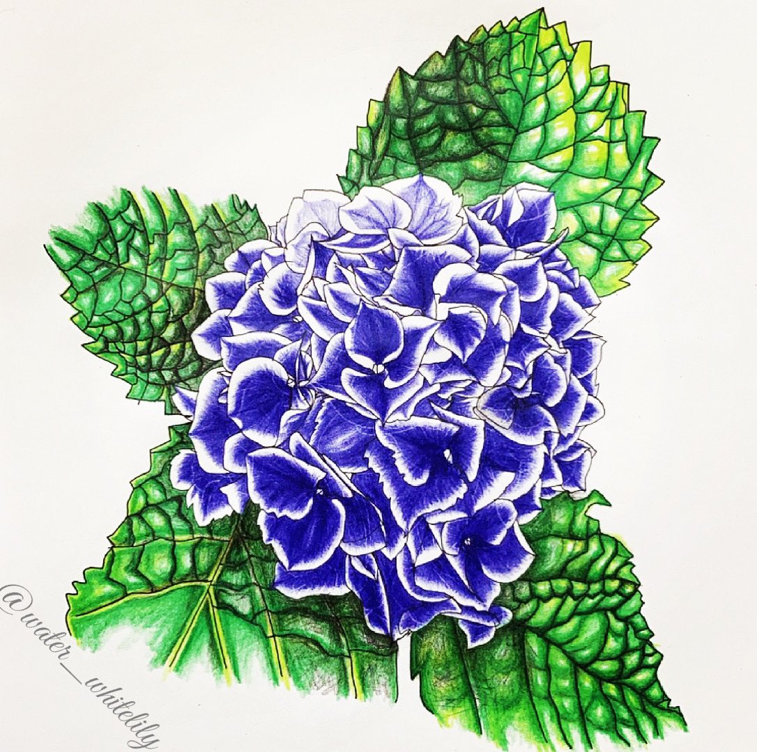 幸山桃花 𝑚𝑜𝑚𝑜𝑐𝑎 𝑠𝑎𝑐ℎ𝑖𝑦𝑎𝑚𝑎 絵専用 Water Whitelily Twitter 幸山桃花 𝑚𝑜𝑚𝑜𝑐𝑎 𝑠𝑎𝑐ℎ𝑖𝑦𝑎𝑚𝑎 絵専用 Water Whitelily Twitter