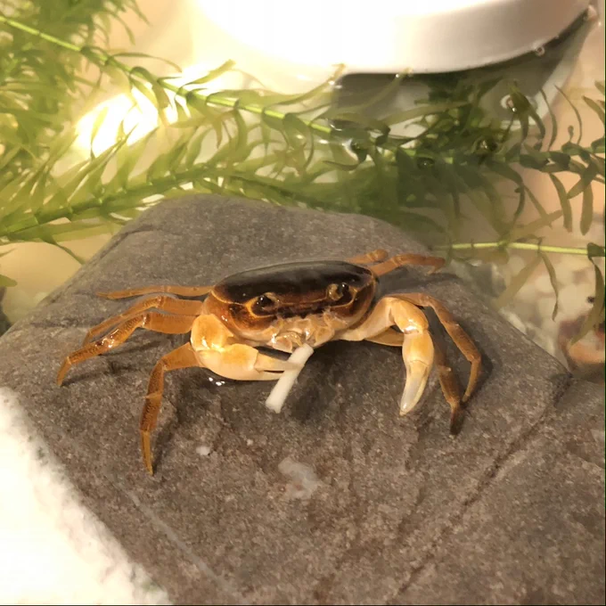 パスタをスパスパするサワガニ🦀🚬

#さわがにっき 
