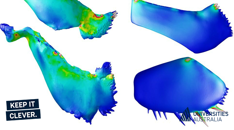 Australian scientists have been testing a theory that some ancient animals couldn’t chew their food, and it appears the idea has legs. <a href="/UniNewEngland/">Uni of New England</a> researchers say trilobites could eat by grinding prey be-tween their legs. #KeepItClever 👉ow.ly/mQAX50F6XJ4