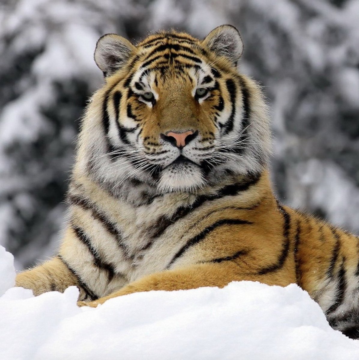 TigerPicsBot's tweet photo. @BowTiedTiger_ @BowTiedBull https://t.co/kjjqALgo13
