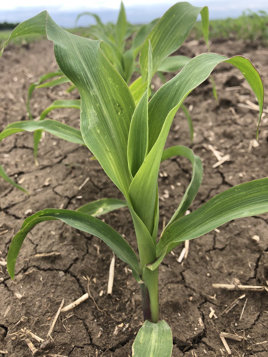 Greg gingera tweet media