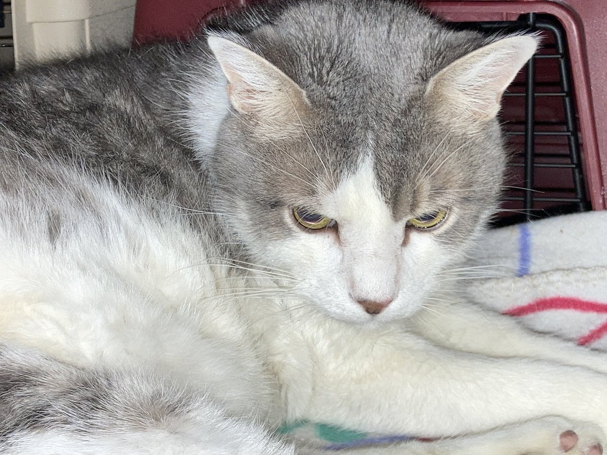 DeeMeow3 tweet picture