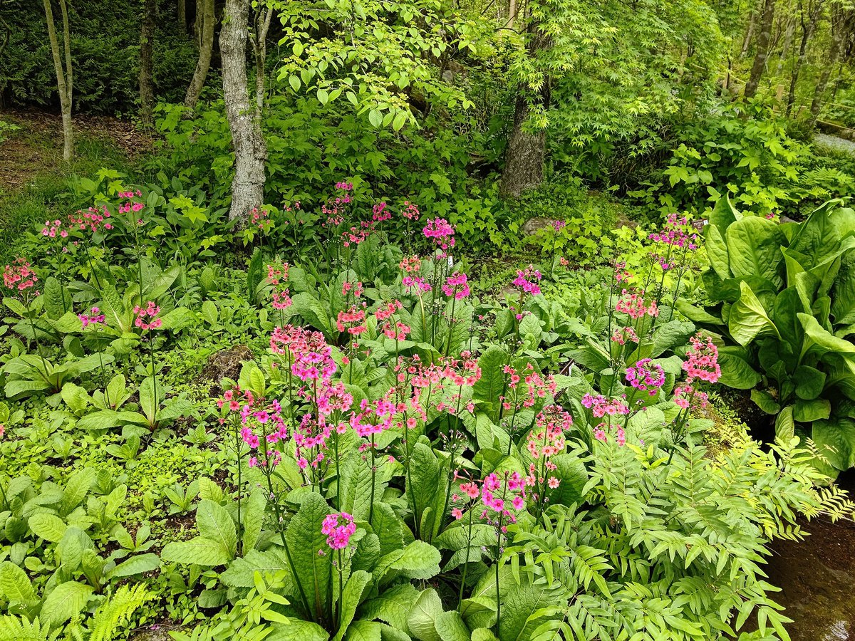 toyoake1301's tweet photo. #箱根湿生花園 2021/5/12

#九輪草 #クリンソウ #Primulajaponica #JapanesePrimrose 
#箱根 #仙石原 #はなまっぷ #花 https://t.co/2ylEsAlKKK