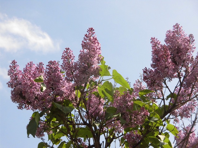 豪放磊落 Twitter Search Twitter