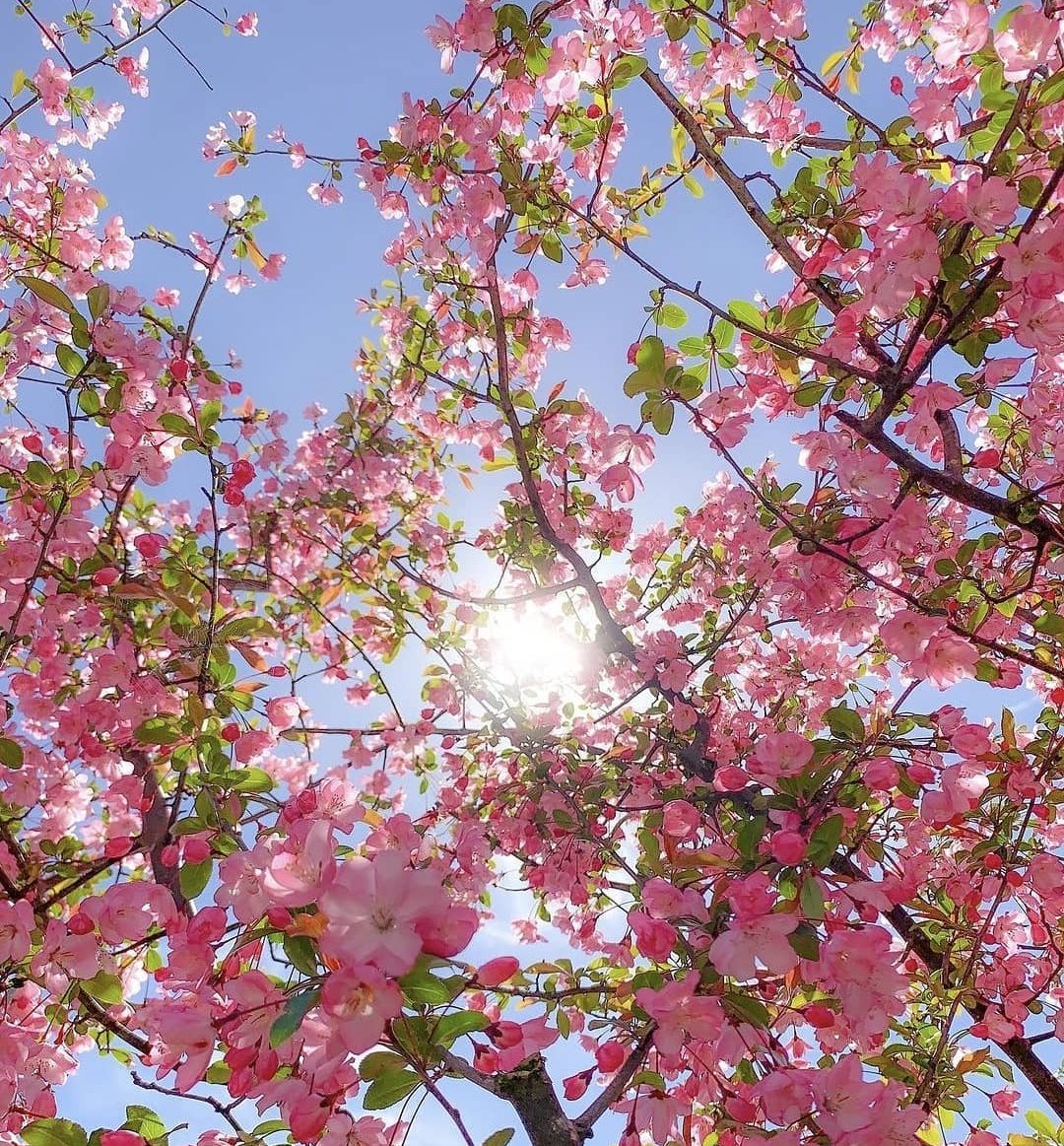 0asmav's tweet photo. "صباح الخير للحياة و لكل الأشياء
التي تصنع صباحاً جميلاً "🌸🌿.. https://t.co/RAzbMg8ejW
