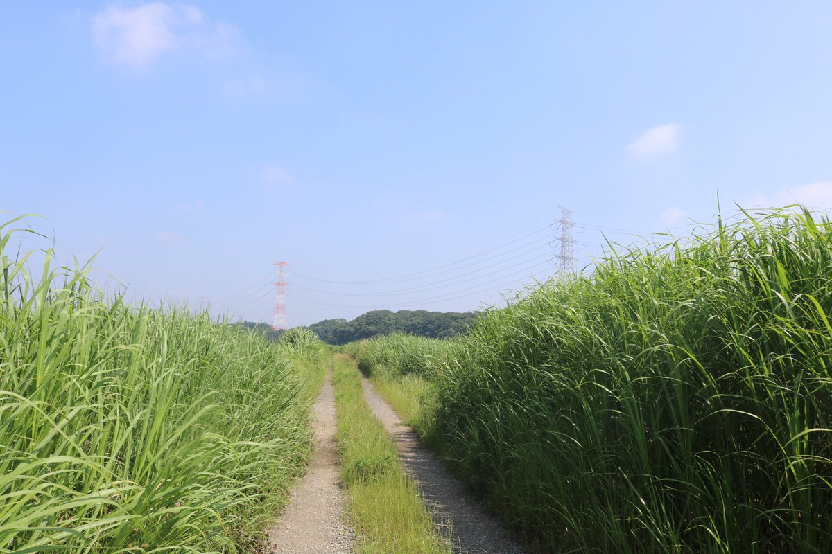 よだれ悪阻 よだれ悪阻