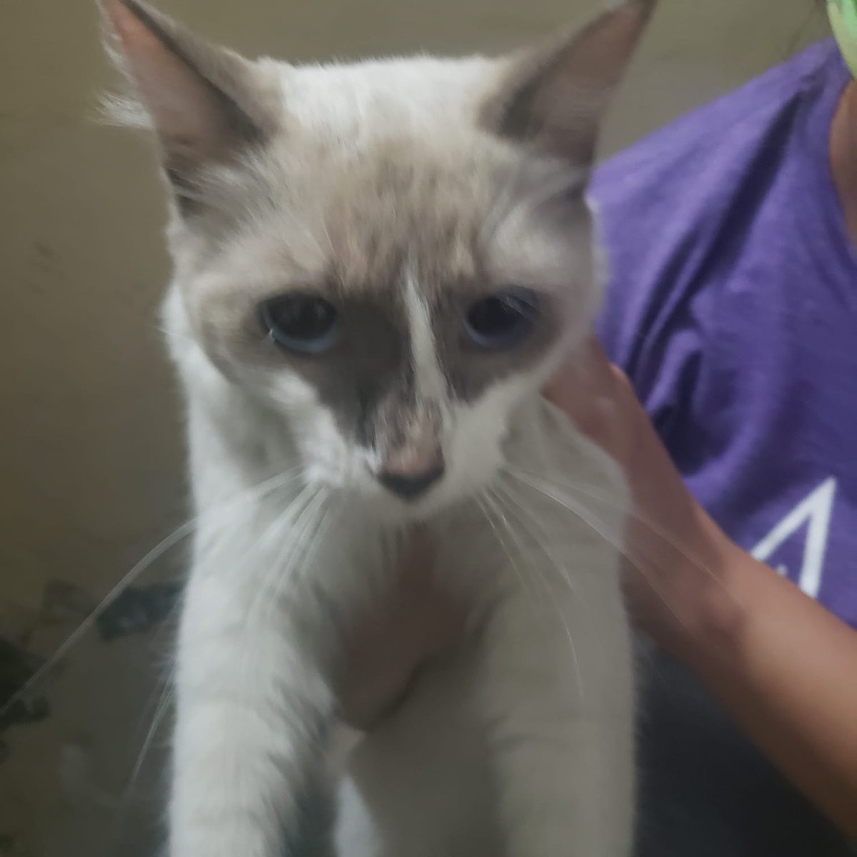 sashadavila's tweet photo. Esta gatita está perdida en la saiba #alertameperdi @AlertaMePerdi se ve q es de casa, amigable con los humanos @RescateAnimalEC @amigosconcola_ @TEAFundacion #Guayaquil https://t.co/3EWA1DijzR