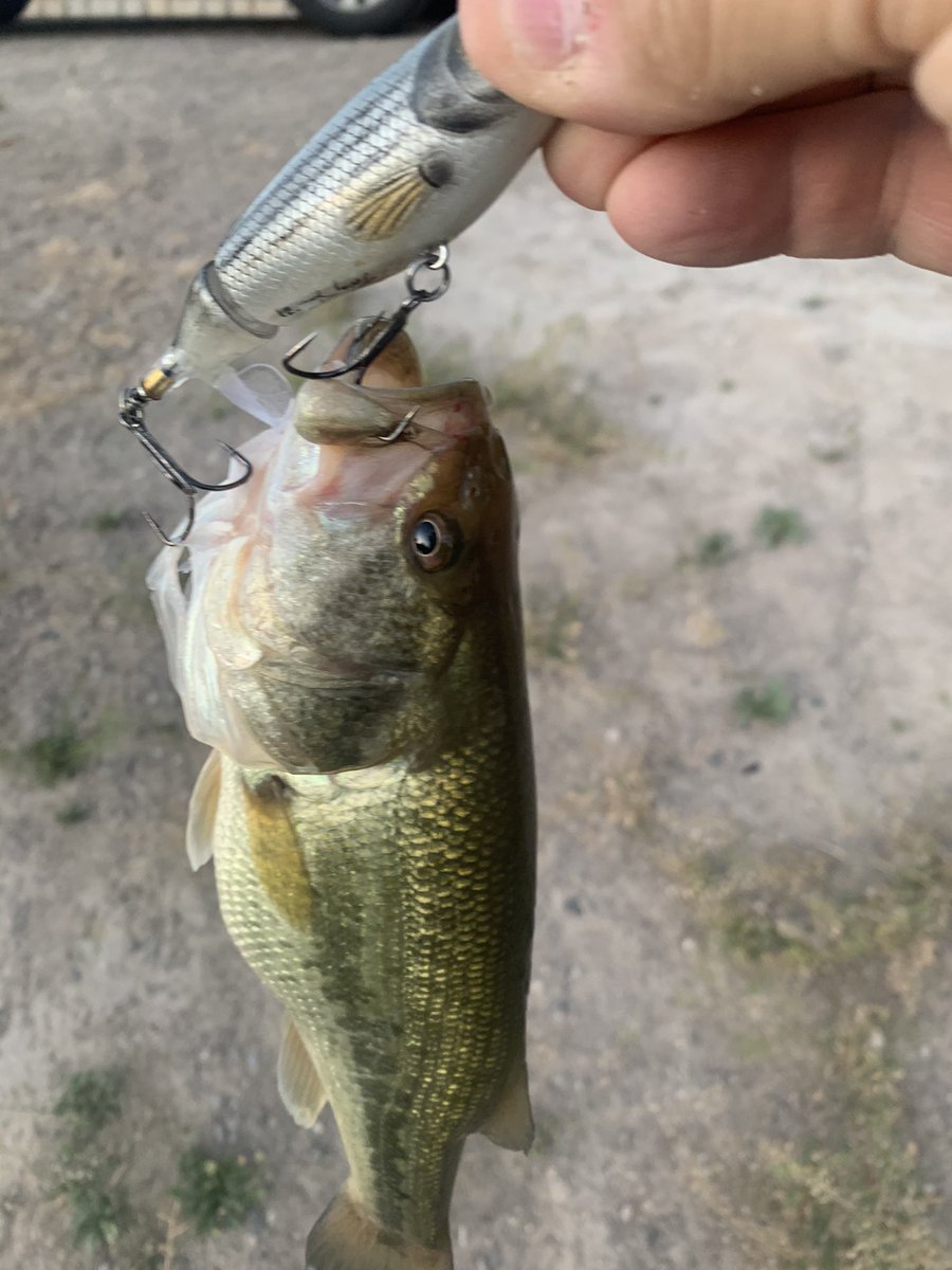 fear_nobass's tweet photo. I love top water bassin. Caught these two little guys on this awesome @renegade_custom white bass whopper plopper. 

Guys contact @renegade_custom and get yourself a custome painted plopper, you won’t regret it.

#bassfishing #topwater #whopperplopper https://t.co/aDRgQycegT