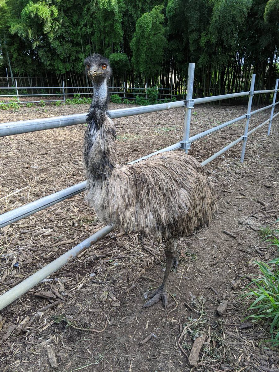 ダチョウ王国 石岡ファーム 公式 ダチョウ王国にはねーダチョウとエミューとレアがいるんですよー しかもね ホワイトレアがいるんですよ レアですねー 笑 T Co Xbhcl3laga Twitter ダチョウ王国 石岡ファーム 公式 ダチョウ王国にはねーダチョウとエミューとレアがいるんですよー しかもね ホワイトレアがいるんですよ レアですねー 笑 T Co Xbhcl3laga Twitter